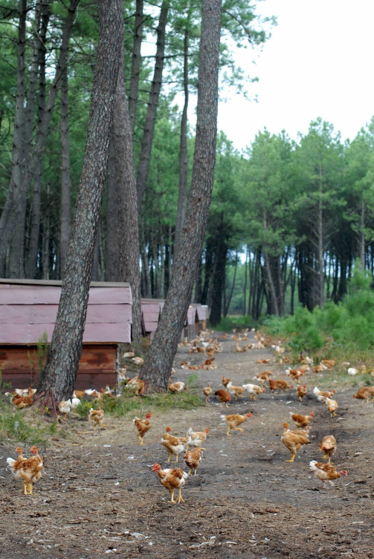 ELLES ARRIVENT .... en provenance direct des LANDES ou de la BRESSE !!