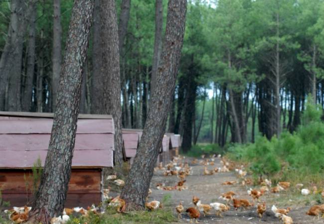 ELLES ARRIVENT .... en provenance direct des LANDES ou de la BRESSE !!
